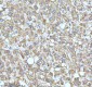 Anti-GCLM Rabbit Monoclonal Antibody